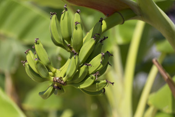 Green banan trees and fruits