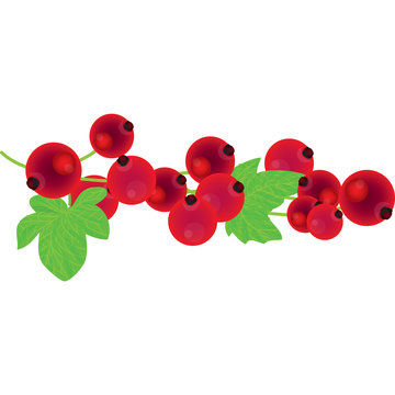 ribes