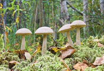 Mushrooms ( birch boletus, Leccidium scabrum) in autumnal forest