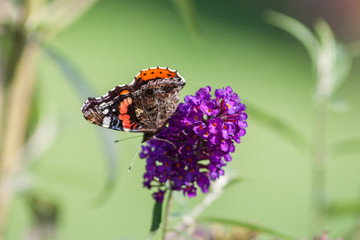 Sommerflieder mit Schmetterling - Pfauenauge