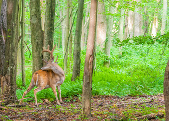 Fototapeta na wymiar Whitetail Deer Buck In Velvet