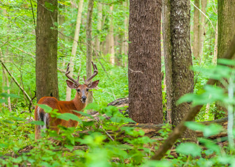 Whitetail Deer Buck In Velvet