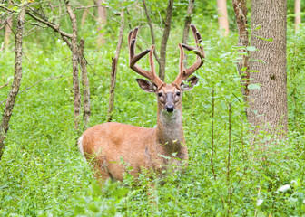 Whitetail Deer Buck