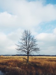 Obraz premium Nagie drzewo na torfowisku