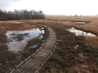 Wanderweg im Moor