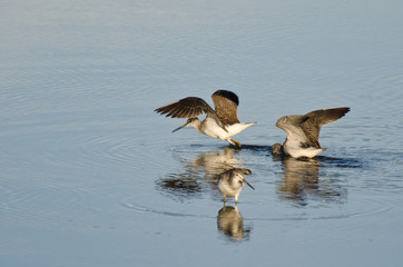 Three Sandpipers in Shallow Water