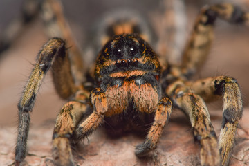 Wolf Spider Closeup