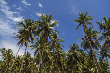 Fototapeta na wymiar Negombo, Sri Lanka
