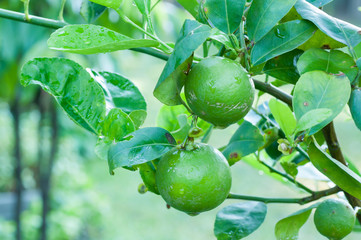 fresh green lime on tree