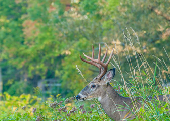 Whitetail Deer Buck