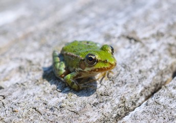 Edible frog ( Rana esculenta)