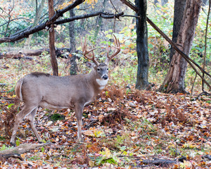 Whitetail Deer Buck