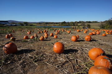 Pumpkin patch