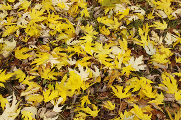autumn leaves
