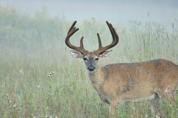 Whitetail Deer Buck In Velvet