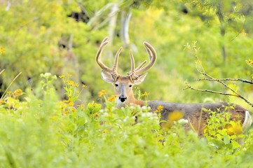 Whitetail Deer Buck In Velvet