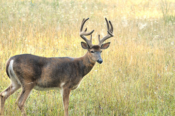 Naklejka na ściany i meble Whitetail Deer Buck In Velvet