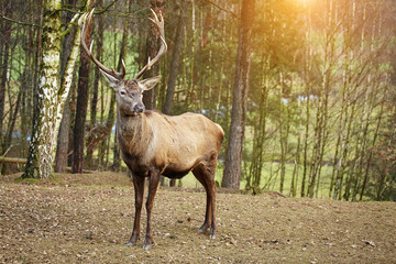 Beautiful image of deer stag in forest landscape of forest in Au