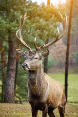 Selbstklebende Fototapeten Beautiful image of deer stag in forest landscape of forest in Au © ZoomTeam