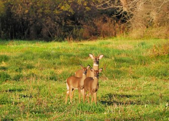 Young Whitetail Deer Buck
