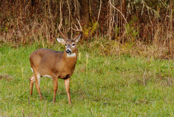 Whitetail Deer Buck
