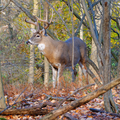 Whitetail Deer Buck
