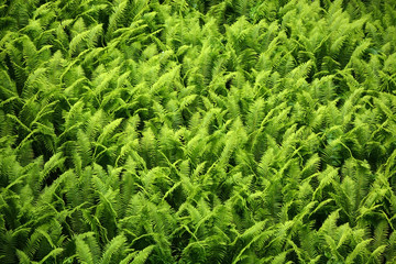 Fern background