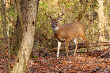 Whitetail Deer Buck
