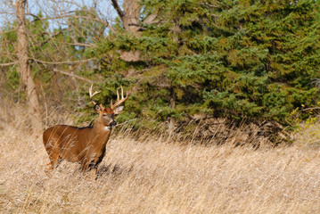 Whitetail Deer Buck