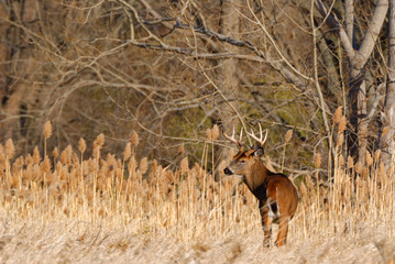 Whitetail Deer Buck