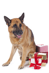 Deutscher Schäferhund mit Weihnachtsgeschenken