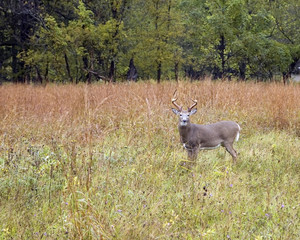 Whitetail Deer Buck