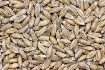 Dinkelkörner als Hintergrundbild