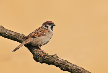 Tree sparrow
