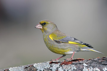 Greenfinch