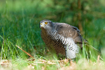 Northern goshawk