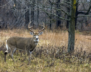 Whitetail Deer Buck