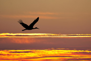 Fototapeta na wymiar Silhouette of white stork flying at sunset