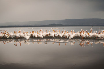 Fototapeta na wymiar Pelicans du lac Nakuru