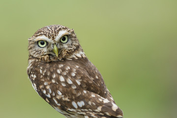 Isolated little owl with copy space