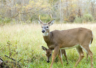 Whitetail Deer Buck