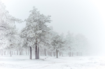 Pine-tree, winter
