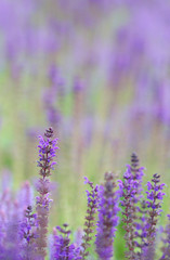 Obraz premium Field of bright blue lavander flowers