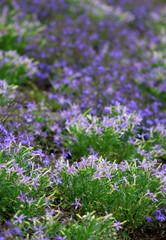 Obraz premium The field full of small blue flowers