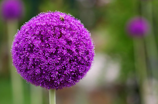 The bright round alium flower macro shot