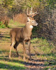 Whitetail Deer Buck