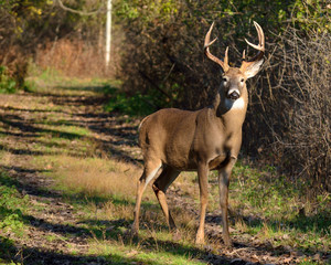 Whitetail Deer Buck