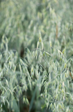 The Green Oat Grass Growing In The Field