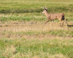 Obraz premium Whitetail Deer Buck