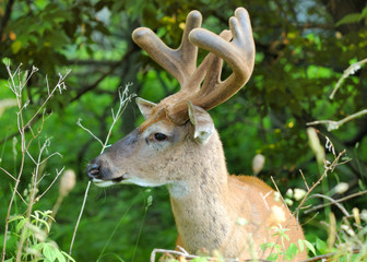 Whitetail Deer Buck In Velvet